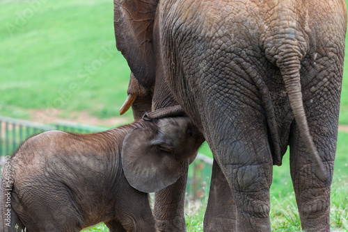 Cr  a de elefante aliment  ndose con su madre
