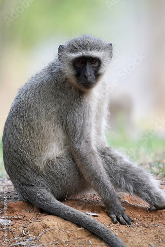Cute Vervet Monkey sitting comfortably and staring. taken in very soft light with shallow depth of field. Taken at the waterberg Nature reserve in South Africa