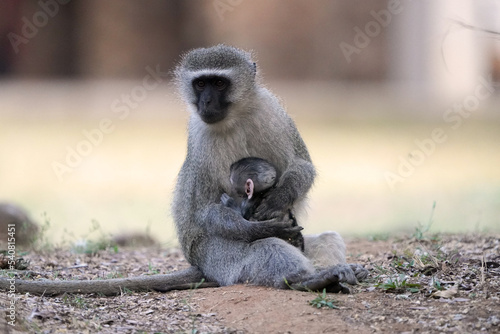 A female Vervet Monkey sitting with its young baby on a cement walk path  cuddling the juvenile and protecting it. taken in the waterberg in South Africa  during a Safari looking for Game 