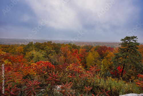 Fall leaves in New York
