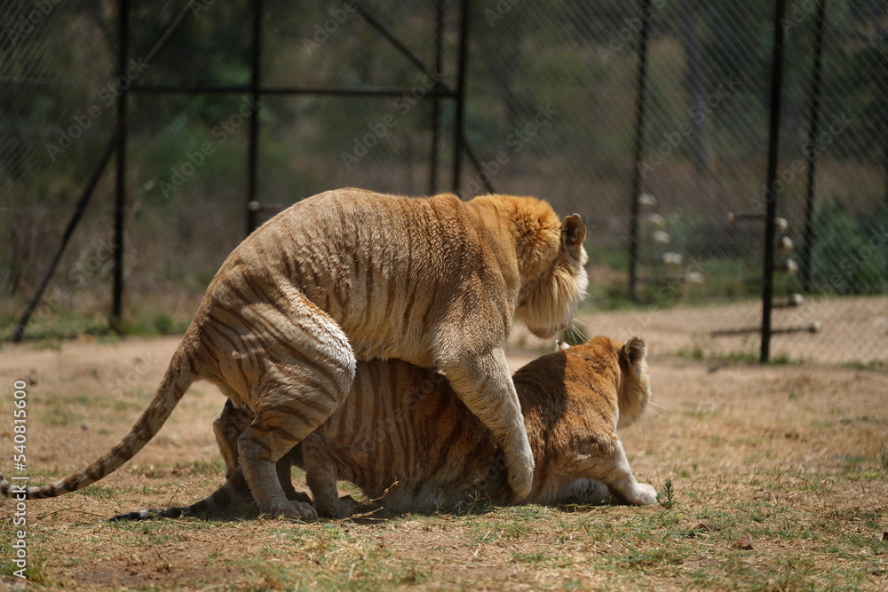 Naklejka premium Stunning series of photos of 2 Tigers during an incredibly aggressive mating ritual, copulating for offspring. taken in vaalwater in South Africa during a Safari gamedrive, game walk