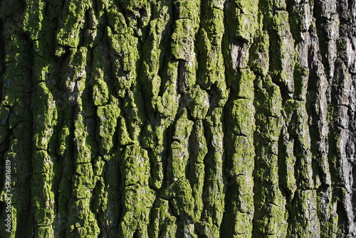 oak bark, gray - green, with a clear texture, sunlight, as a background