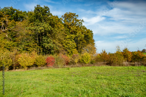 Wiederaufforstung im Mischwald