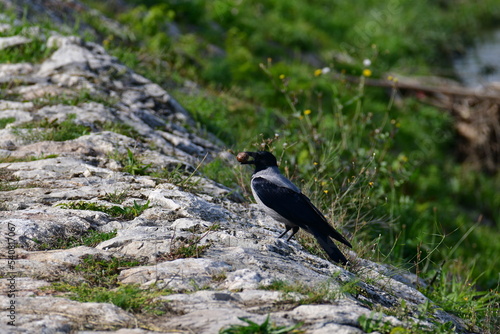 A raven with a nut in its beak flies over  © Darko