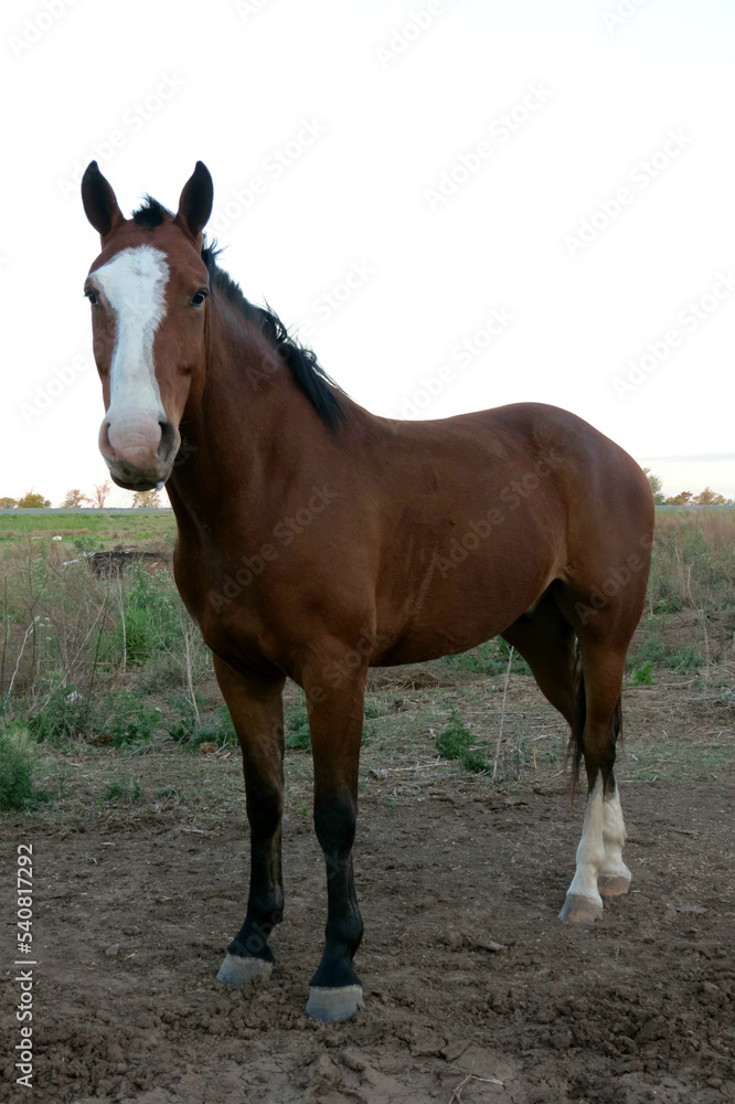 Caballo pampeano.