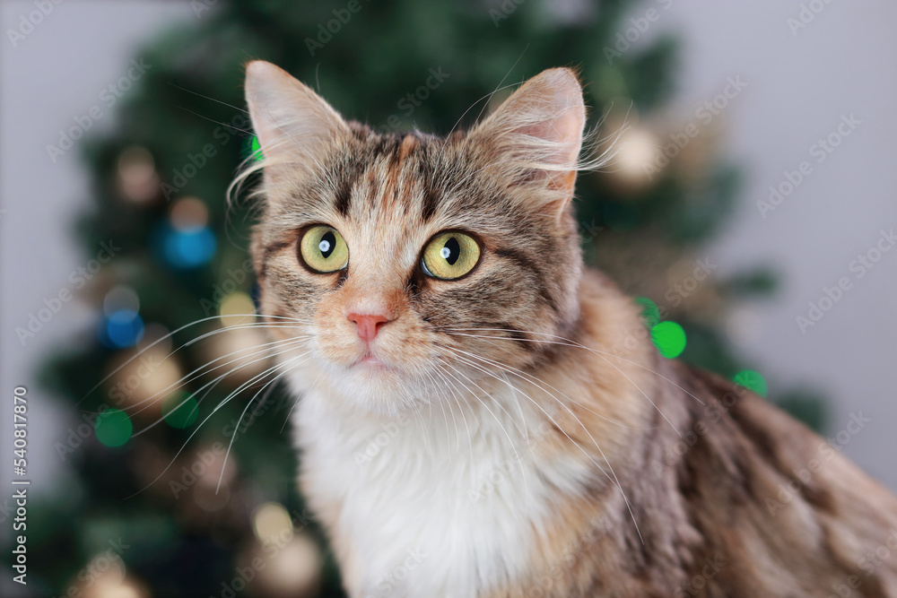 Cute Cat near the New Year tree with decoration. Cat sits on the background of Christmas lights. Kitten close-up. Merry Christmas. Pets. Shiny stars. Home pet. Kitten with Green Eyes. Holiday. Winter