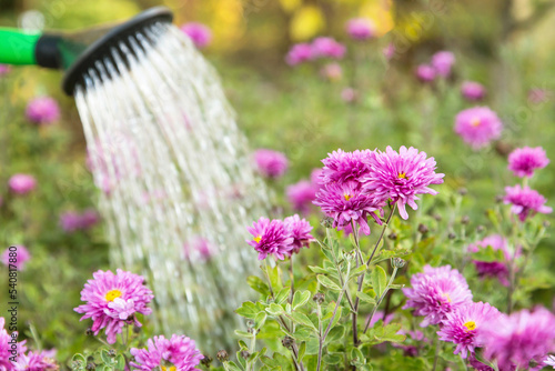 Fototapeta Naklejka Na Ścianę i Meble -  Watering pink violet purple chrysanthemum flower with water in watering can in garden in sunlight close up