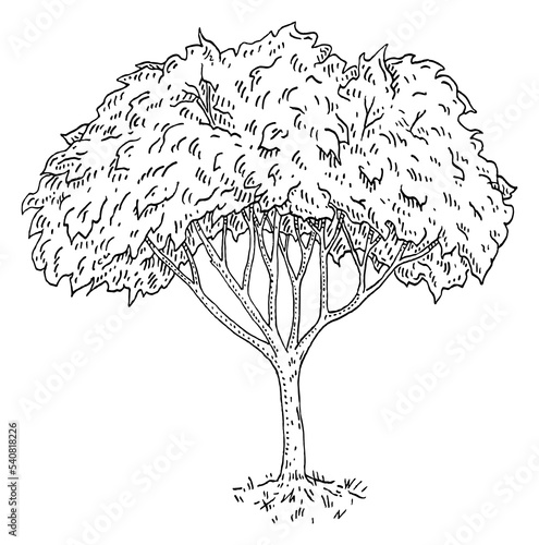 Fig tree with leaves. Vintage engraving vector black monochrome