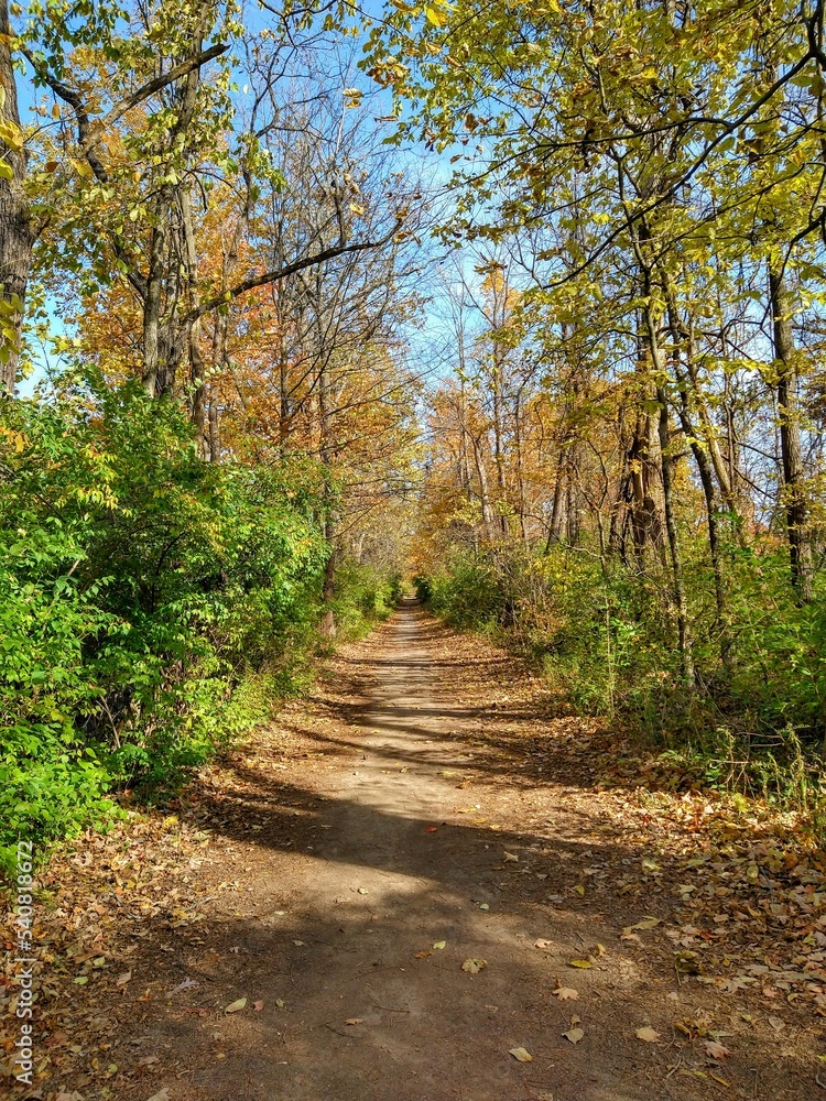 Fototapeta premium Tree Shadows on Sunlit Autumn Forest Footpath