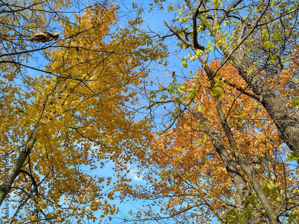 Yellow and Orange Autumn Leaves Under Blue Sky Yellow and Orange Autumn Leaves Under Blue Sky