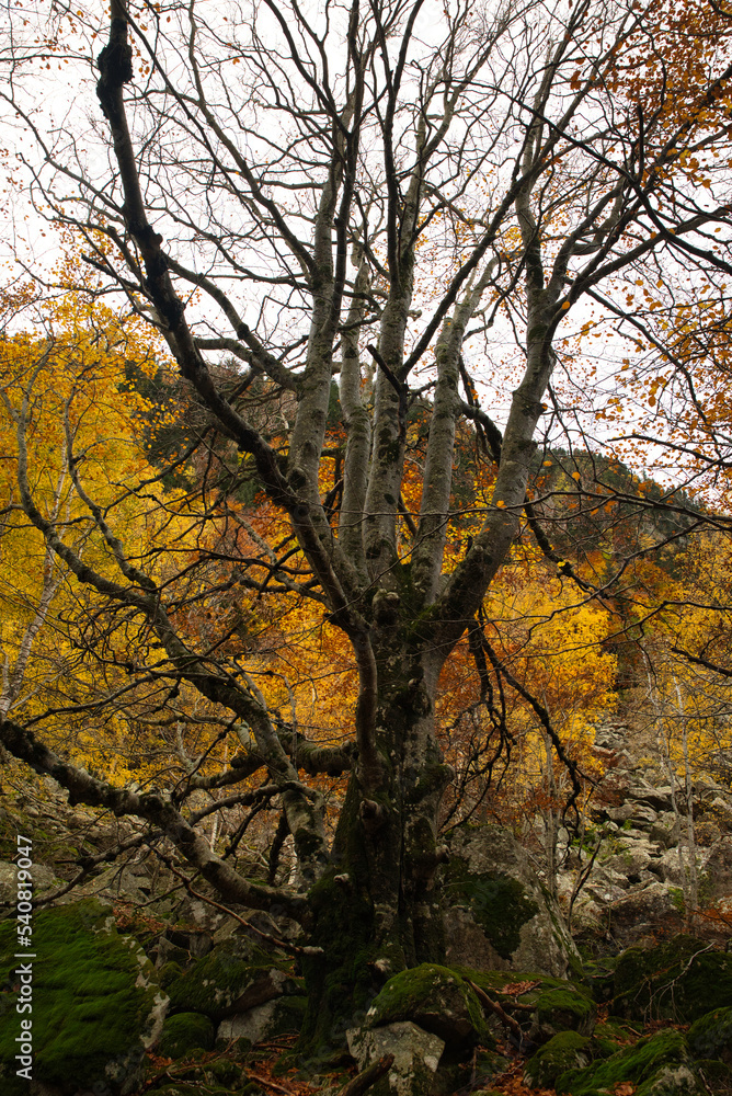 Beautiful autumn landscape with trees without leaves due to seasonal change. Vertical photography. Beautiful autumn landscape with trees without leaves due to seasonal change. Vertical photography.