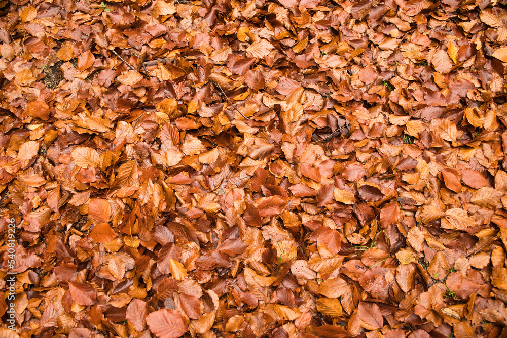 Texture of fallen autumn leaves, autumn colors. Full frame photograph of fallen autumn leaves. Texture of fallen autumn leaves, autumn colors. Full frame photograph of fallen autumn leaves.