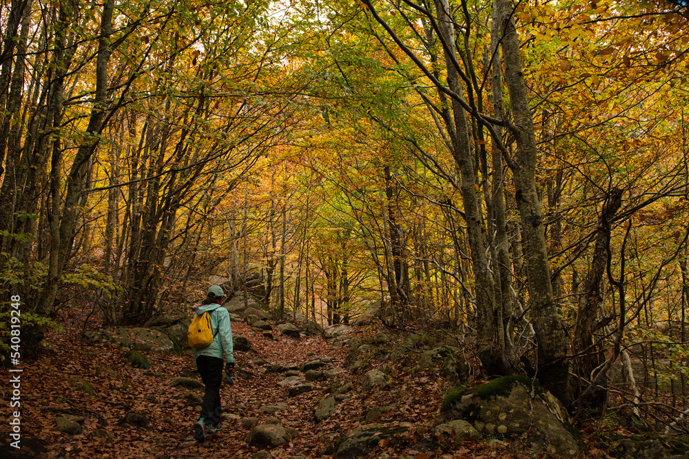 Asian girl walking in an Autumn Forest Landscape with autumn leaves path and with golden foliage. Path in autumn forest scene nature. In October, in the Aran Valley (Val de D'Aran) Pyrenees, Spain. Asian girl walking in an Autumn Forest Landscape with autumn leaves path and with golden foliage. Path in autumn forest scene nature. In October, in the Aran Valley (Val de D'Aran) Pyrenees, Spain.