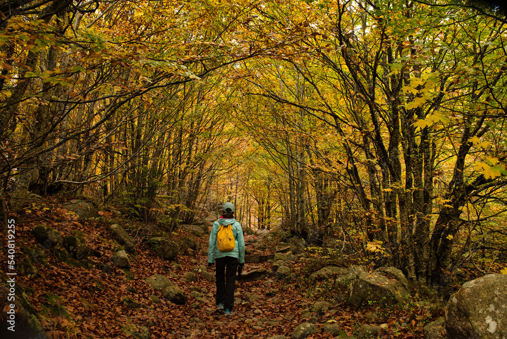 Asian girl walking in an Autumn Forest Landscape with autumn leaves path and with golden foliage. Path in autumn forest scene nature. In October, in the Aran Valley (Val de D'Aran) Pyrenees, Spain. Asian girl walking in an Autumn Forest Landscape with autumn leaves path and with golden foliage. Path in autumn forest scene nature. In October, in the Aran Valley (Val de D'Aran) Pyrenees, Spain.