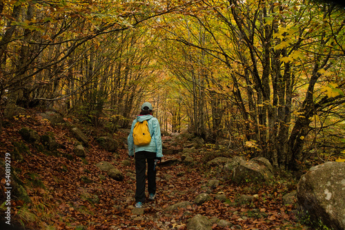 Asian girl walking in an Autumn Forest Landscape with autumn leaves path and with golden foliage. Path in autumn forest scene nature. In October, in the Aran Valley (Val de D'Aran) Pyrenees, Spain.