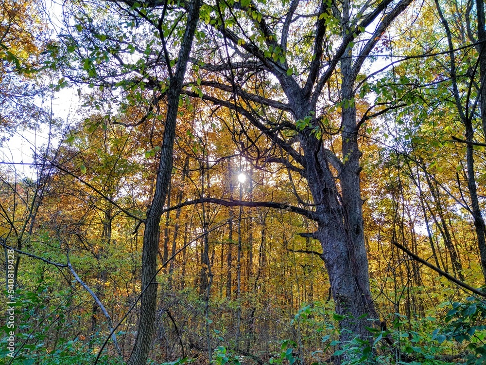 Sun in Golden Autumn Forest Trees Sun in Golden Autumn Forest Trees