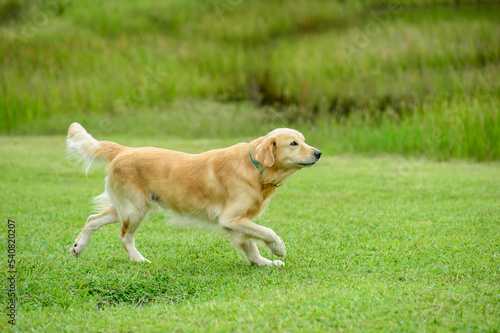 Golden Retriever dog running in green grass © Cacio Murilo