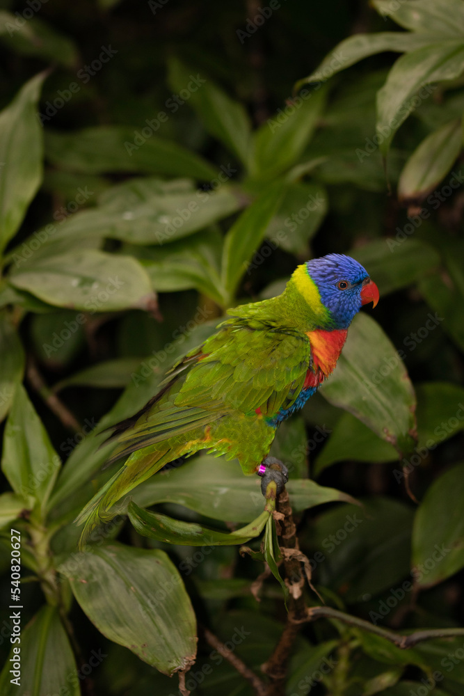 rainbow lorikeet parrot