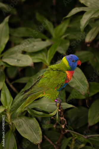 rainbow lorikeet parrot