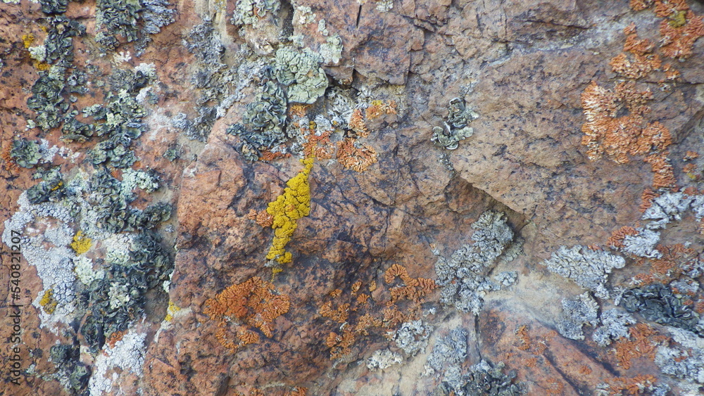 lichen growing in the nature lichen growing in the nature