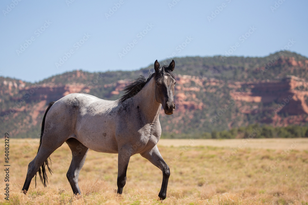 A grey and white horse steps out in a trot in an open field in the American southwest desert with red sandstone mountains and blue sky in the background.