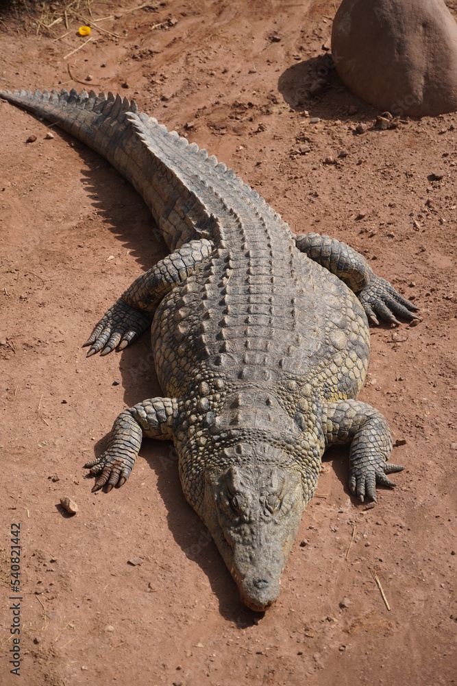 Fototapeta premium African Crocodiles in water
