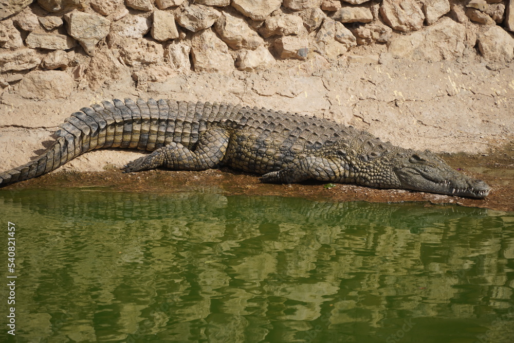 African Crocodiles in water African Crocodiles in water
