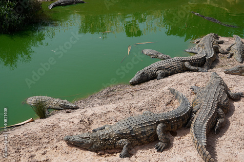 African Crocodiles in water