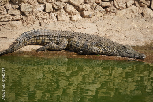 African Crocodiles in water