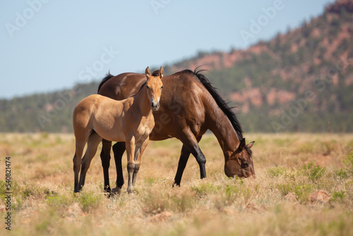 A bay mare and foal stand close together in an open field in the desert mountains of Southern Utah. The mare grazes calmly while the foal stands watching the camera.  © Melani