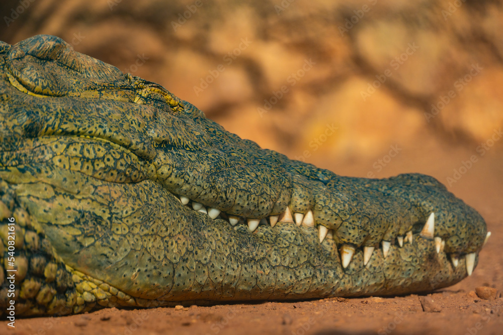 Fototapeta premium African Crocodiles in water