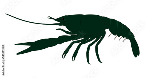 Crayfish External Anatomy (lateral view)
