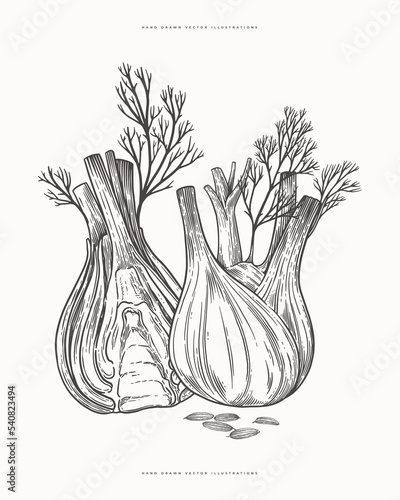 Two fennel roots in engraving style. Hand drawn plant for cooking healthy food. The concept of organic food. Vector vintage illustration on a light isolated background.