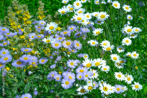 There are many field daisies of blue and white color in the field in summer. Summer wild flowers.Collecting wildflowers for medical purposes.