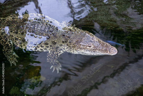 Cuban crocodile  crocodylus rhombifer 