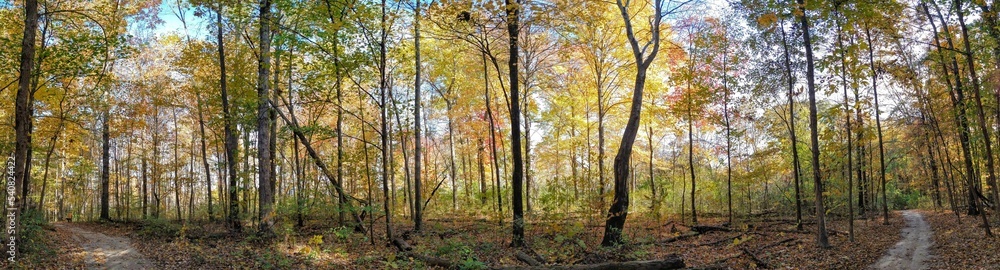 Radiant Autumn Forest Trees and Footpath Panorama