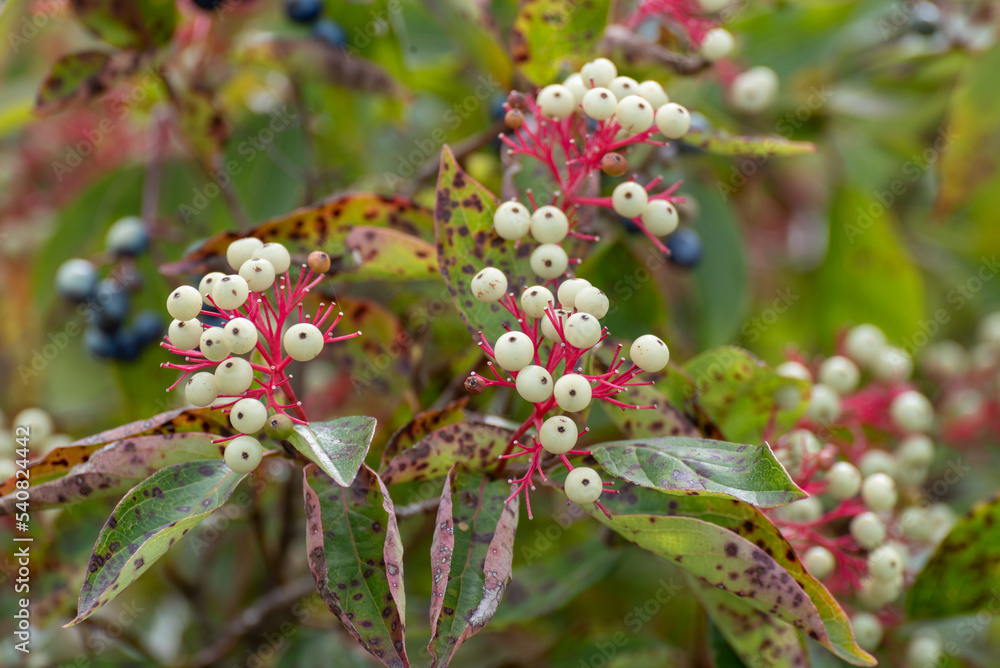 Gray Dogwood Bush With White Berries In August Gray Dogwood Bush With White Berries In August