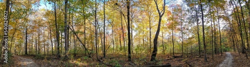 Radiant Autumn Forest Trees and Footpath Panorama
