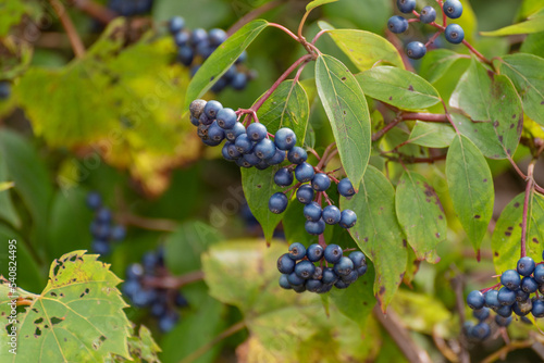 Blue Berries On The Silky Dogwood Bush photo