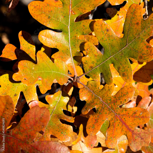 Colorful autumn leaves, close up.