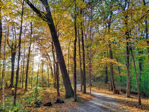 Radiant Autumn Forest Footpath