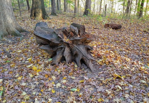 Star Anise-Shaped Fallen Tree in Autumn Forest
