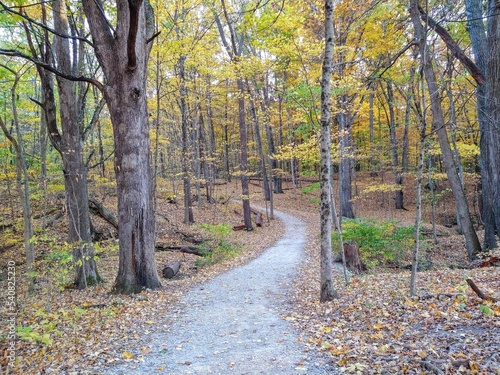 Winding Footpath Under Golden-Leaved Autumn Forest Trees