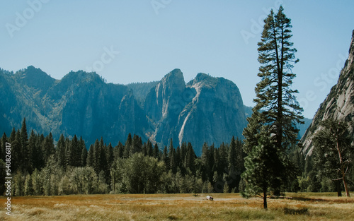 Yosemite national park, pine forest in the mountains