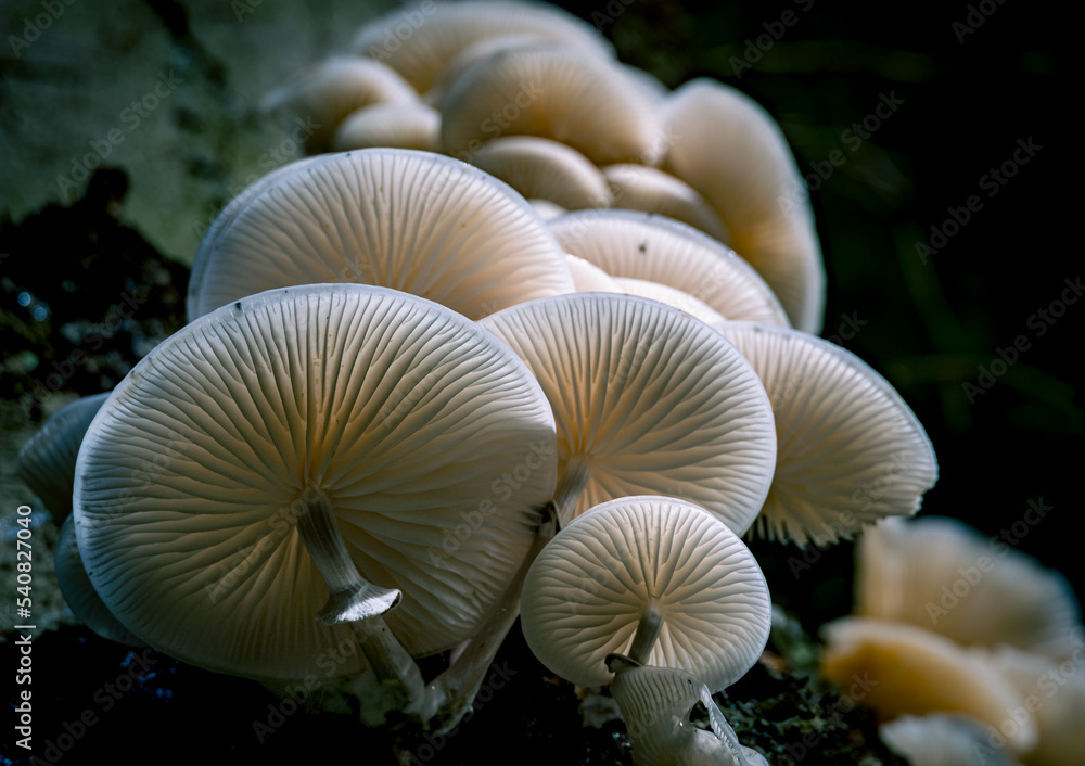 mushroom in the forest mushroom in the forest