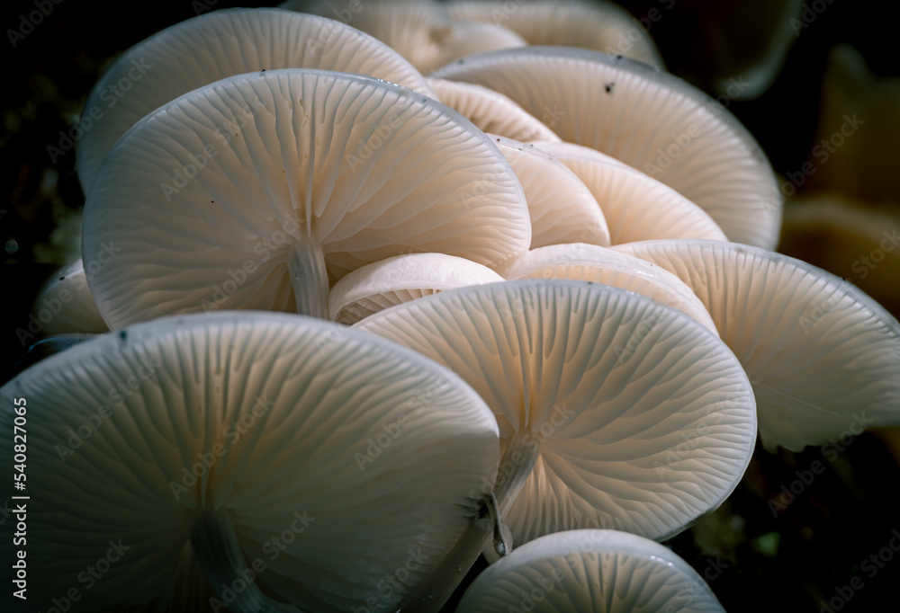 mushroom on black background mushroom on black background