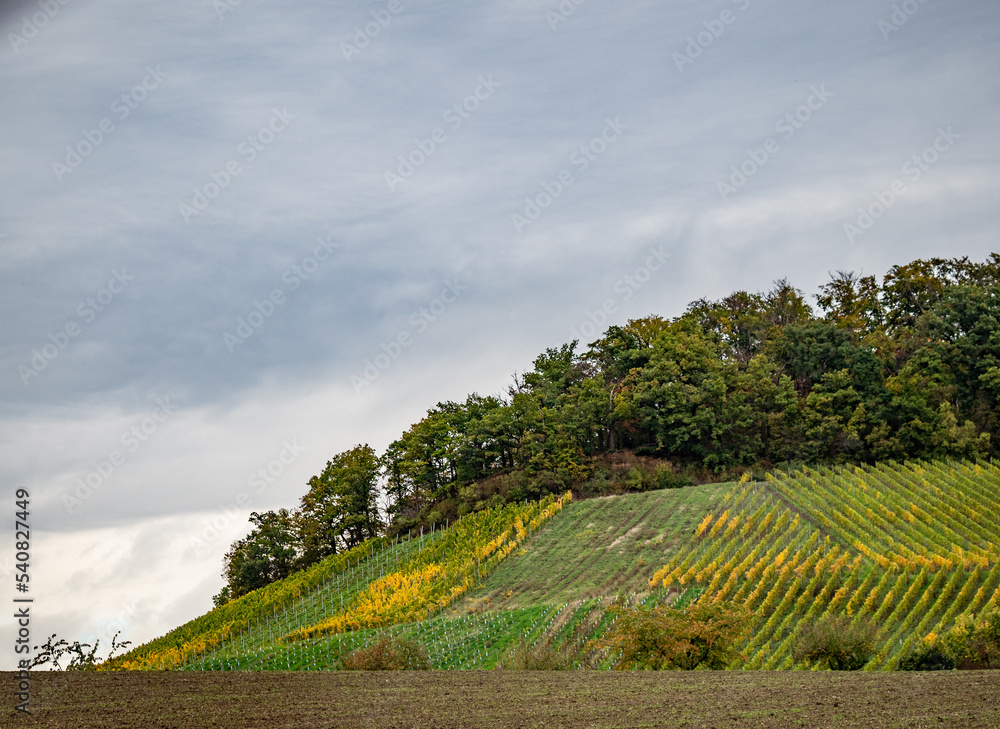 Weinlaub in den Weinbergen im Herbst