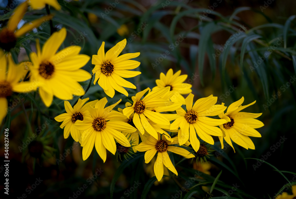 yellow flowers in the garden yellow flowers in the garden