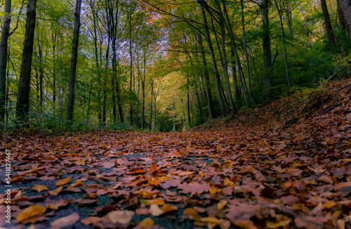 autumn in the woods