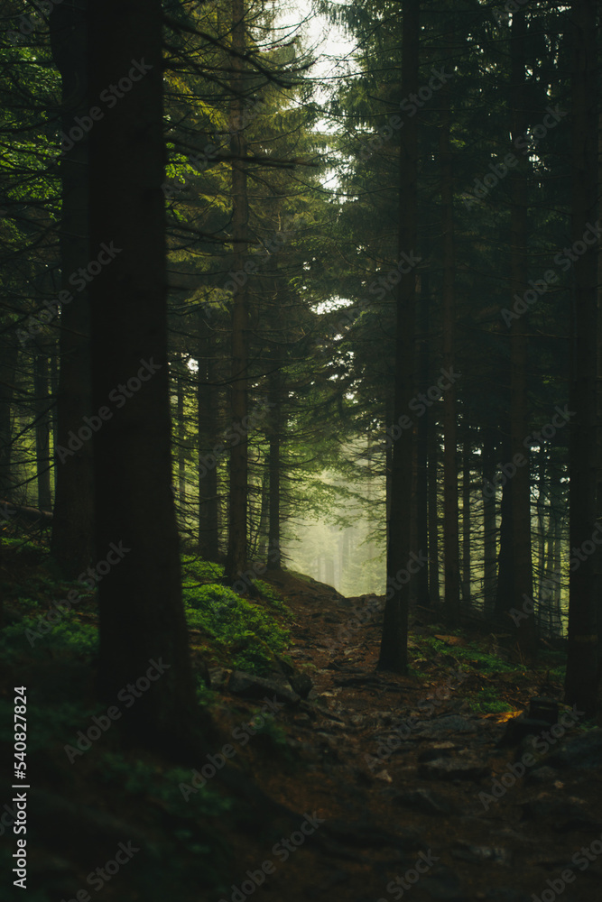 Fototapeta premium dark